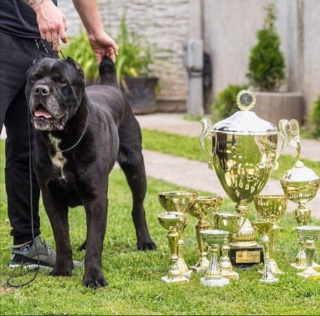 cane-corso-stenci-big-4