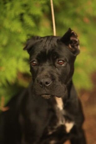 cane-corso-stenci-big-2