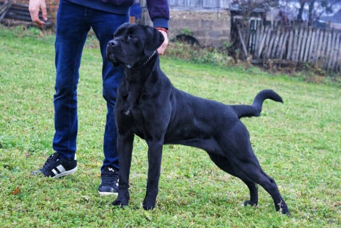 cane-corso-stenci-big-3