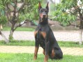 stenci-dobermana-small-0