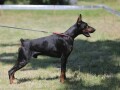 stenci-dobermana-small-1