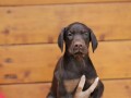 stenci-dobermana-small-2