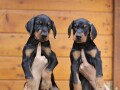 stenci-dobermana-small-4