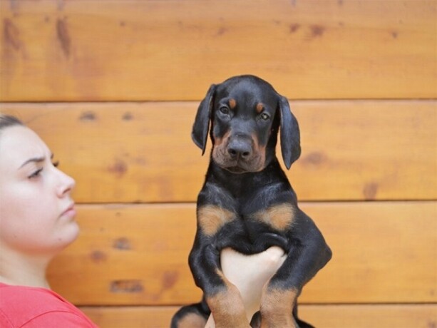 stenci-dobermana-big-3