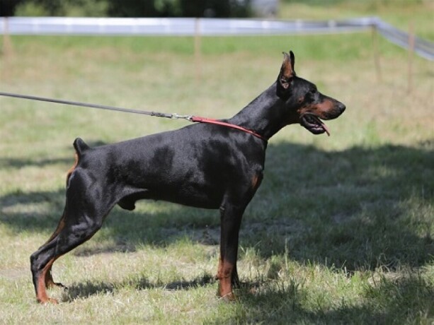 stenci-dobermana-big-1