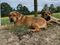 juznoafricki-mastif-boerboel-south-african-mastiff-boerboel-small-3