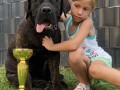 juznoafricki-mastif-boerboel-south-african-mastiff-boerboel-small-4