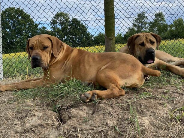 juznoafricki-mastif-boerboel-south-african-mastiff-boerboel-big-3