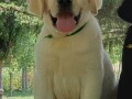 labrador-retriver-small-1