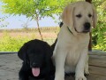 labrador-retriver-small-0