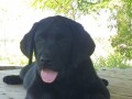 labrador-retriver-small-3