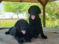 labrador-retriver-small-4