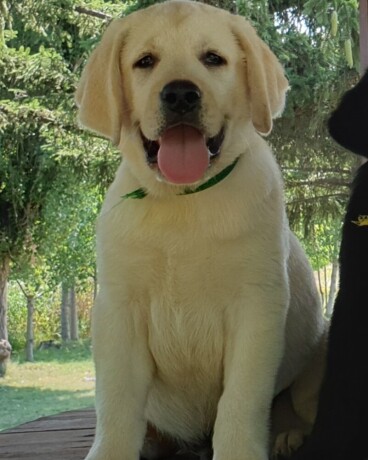 labrador-retriver-big-1