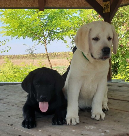 labrador-retriver-big-0