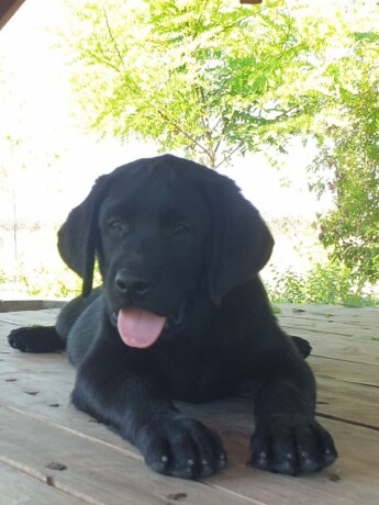 labrador-retriver-big-3