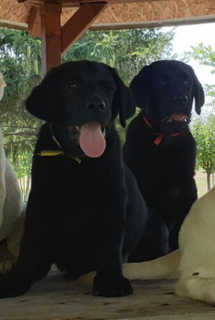 labrador-retriver-big-2