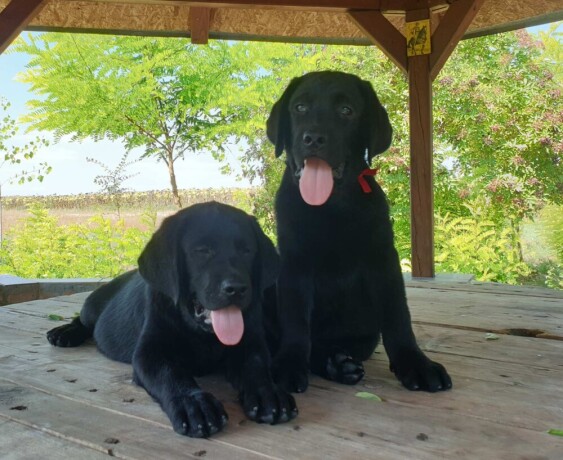 labrador-retriver-big-4