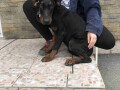 stenci-dobermana-small-4