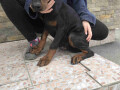 stenci-dobermana-small-3