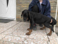 stenci-dobermana-small-1