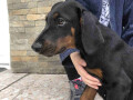 stenci-dobermana-small-2