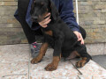 stenci-dobermana-small-0