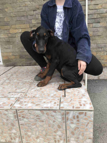 stenci-dobermana-big-4