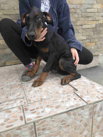 stenci-dobermana-big-3