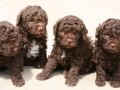 lagotto-romagnolo-stenci-small-1