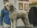 lagotto-romagnolo-stenci-small-2