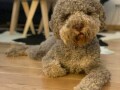 lagotto-romagnolo-stenci-small-3