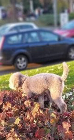 lagotto-romagnolo-stenci-big-4