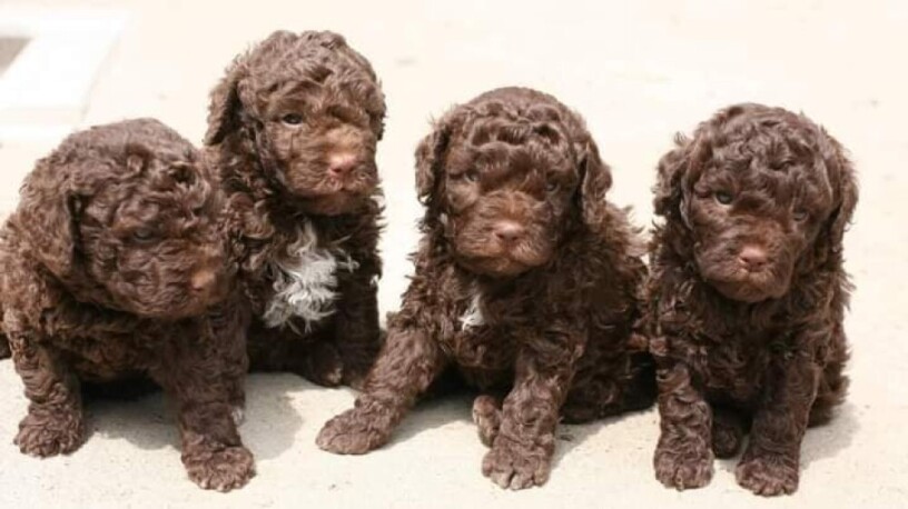 lagotto-romagnolo-stenci-big-1