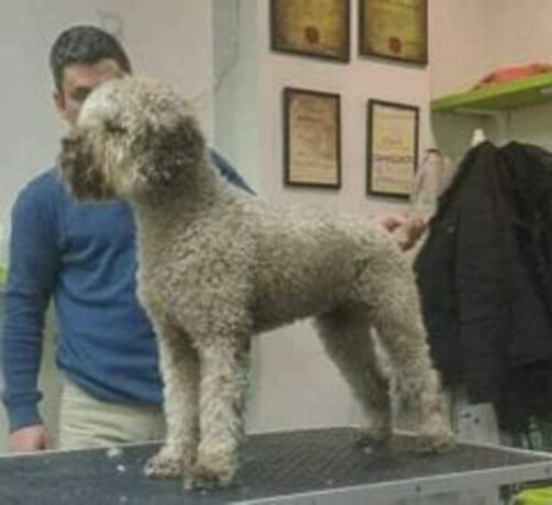 lagotto-romagnolo-stenci-big-2