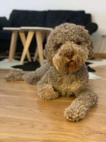 lagotto-romagnolo-stenci-big-3