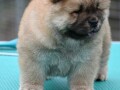 chow-chow-cau-cau-stenci-small-3