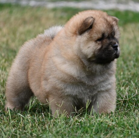 chow-chow-cau-cau-stenci-big-2