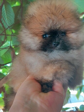 pomeranac-boo-medvedici-big-4