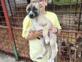 turski-kangal-malakli-small-1