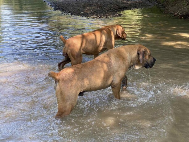 juznoafricki-mastif-boerboel-big-1