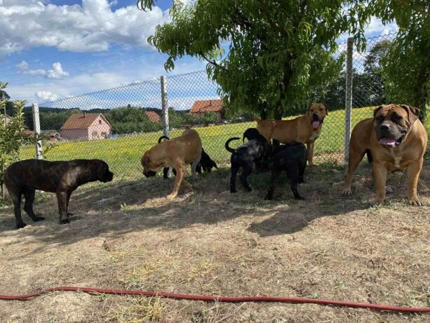 juznoafricki-mastif-boerboel-big-4