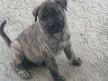 presa-canario-stenci-small-3