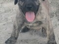 presa-canario-stenci-small-1