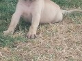 presa-canario-stenci-small-4