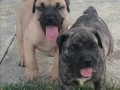 presa-canario-stenci-small-2