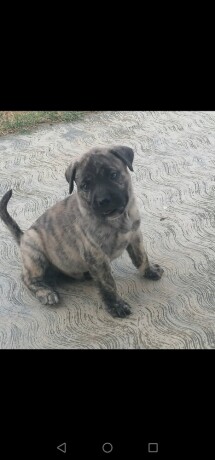 presa-canario-stenci-big-3