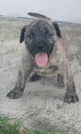 presa-canario-stenci-big-1