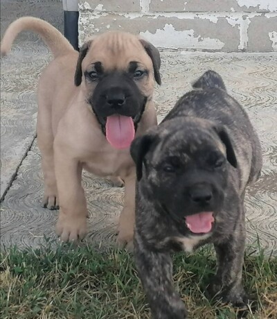 presa-canario-stenci-big-2