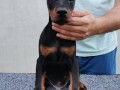 doberman-small-0