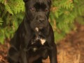 cane-corso-small-2